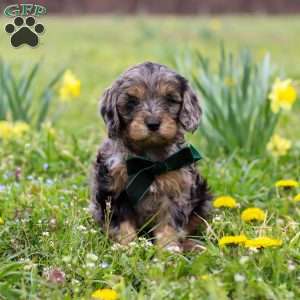 Gabriel, Cavapoo Puppy